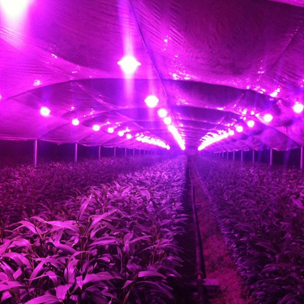 Full spectrum 100W 150W 200W  led high bay light,  IP65 LED grow light fixtures,  UFO LED plant lamps