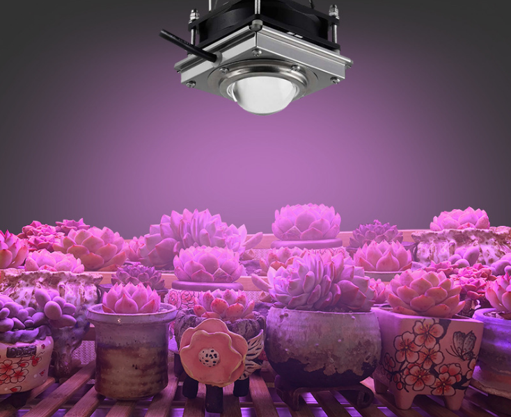 cxb3590 COB led grow light real 60W 4000K 80Ra Led plant grow light kit