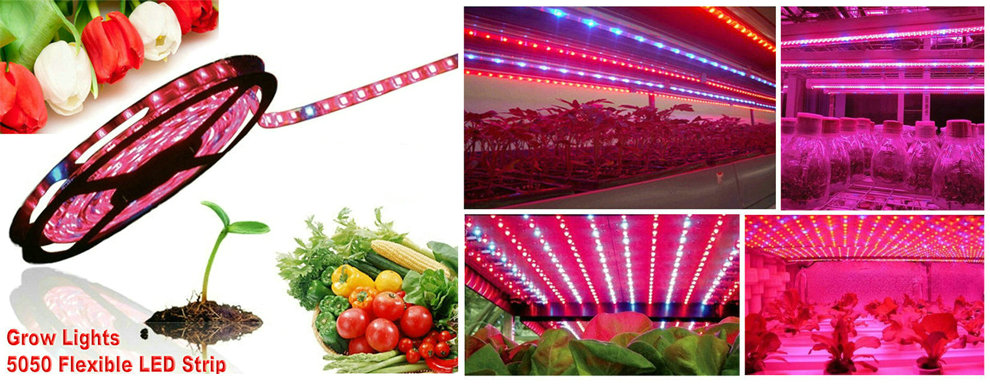 Full Spectrum Smd 2835 5050 4 Red 1 Blue 660nm Uv Plant Grow Lighting Waterproof Led Grow Light Strips
