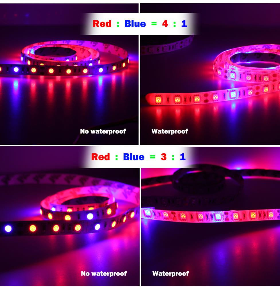 5M LED Grow Lights Full Spectrum DC12V Phyto Lamp Growing LED Strip Growth Light Set with Adapter and Dimmable Switch Hydroponic