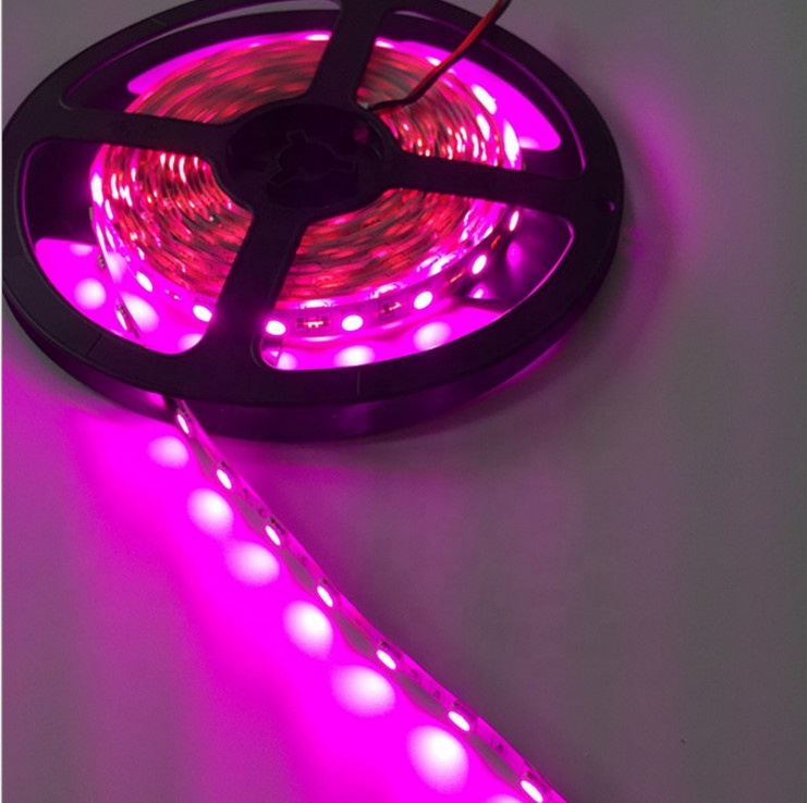 2400k 2500k gold warm white led strip light yellow color 5050 12v led strip flexible 300leds/5m