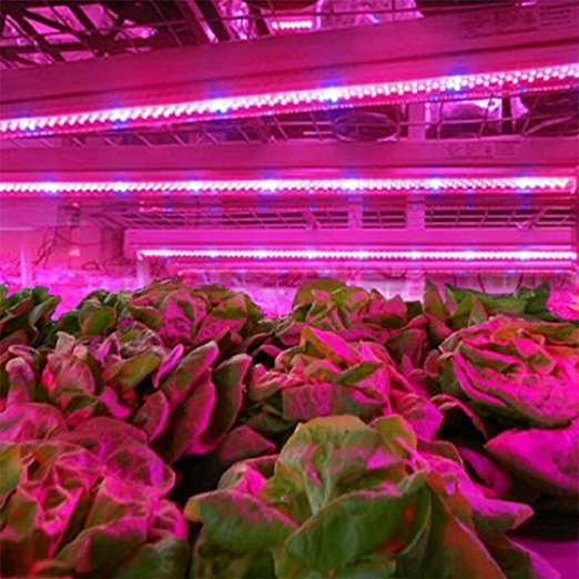 LED Plant Growing Lights -16.4 Feet Full Spectrum SMD 5050 Red Blue 4:1 strip Light for Greenhouse Hydroponic Plant