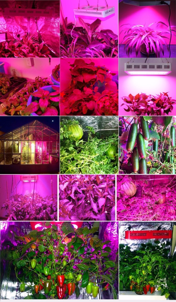 300w 600w 800w 1000w 1200w 1500w 1800w 2000w LED Greenhouse plant full spectrum led grow Light