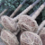 Tree transplanter and tree spade attachment