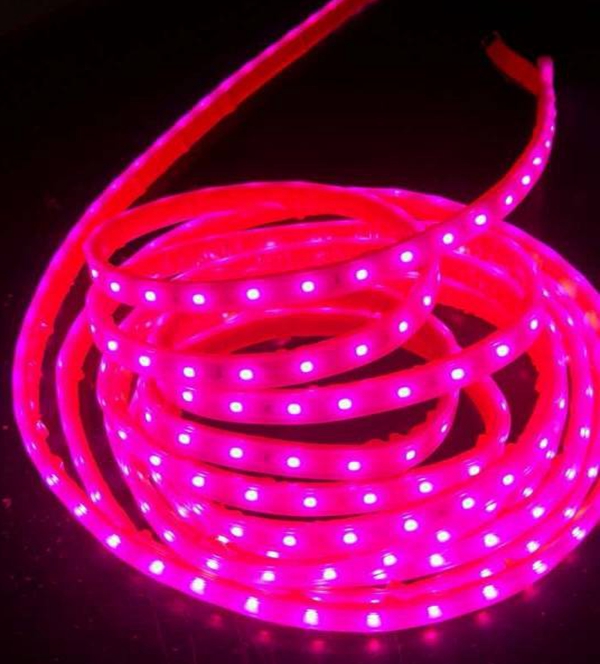 Shenzhen price full spectrum 16.4ft/roll 300LEDS 2835 IP66 Plant Grow Light Strip Aquarium Garden Hydroponic