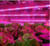 Factory wholesale SMD2835 tube plant grow lighting LED