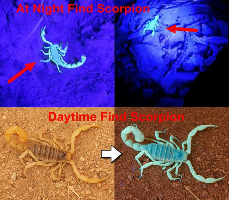 Blacklight Strong Light Scorpion UV Flashlight 100 LED for Outdoor night