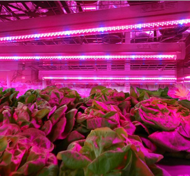 hydroponics system full spectrum led growing lights /T8 V shape grow plant light
