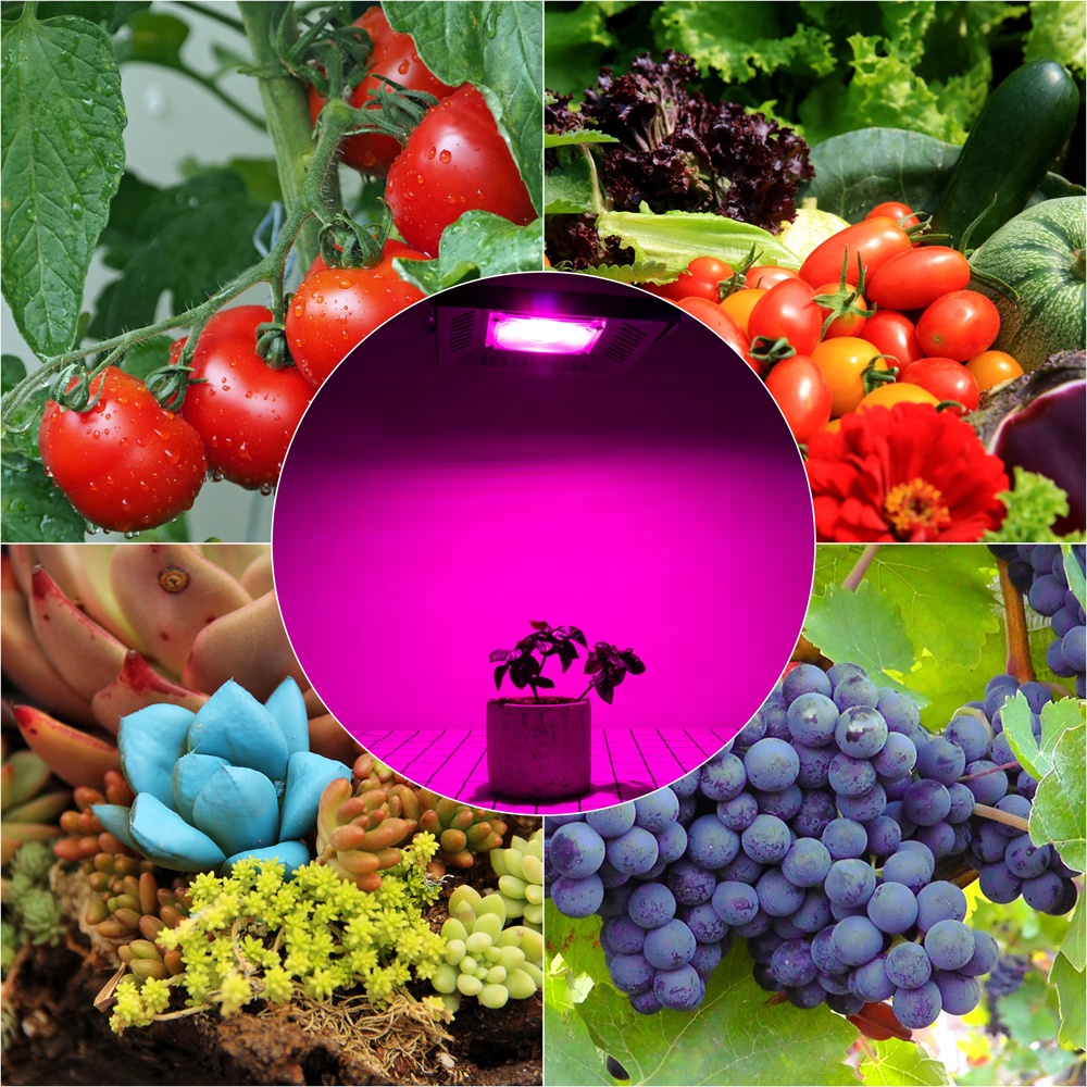 IP65 full spectrum greenhouse ultrathin 100w grow cob led light hydroponics lamp