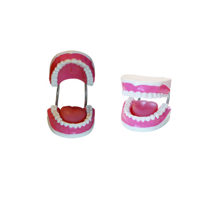 Plastic dental mode of teeth removable teeth model