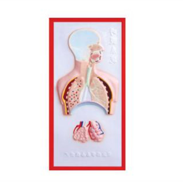 Relief Model of Respiratory Stsyem LM1160-3