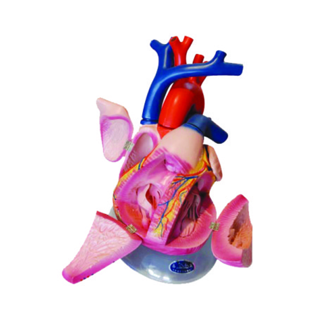 Heart Dissection Model for sale