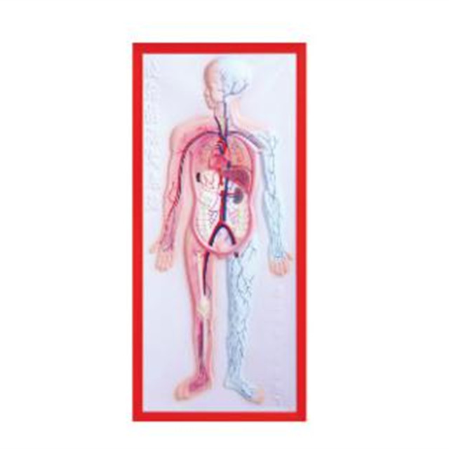 relief of model of Circulation system LM1160-5