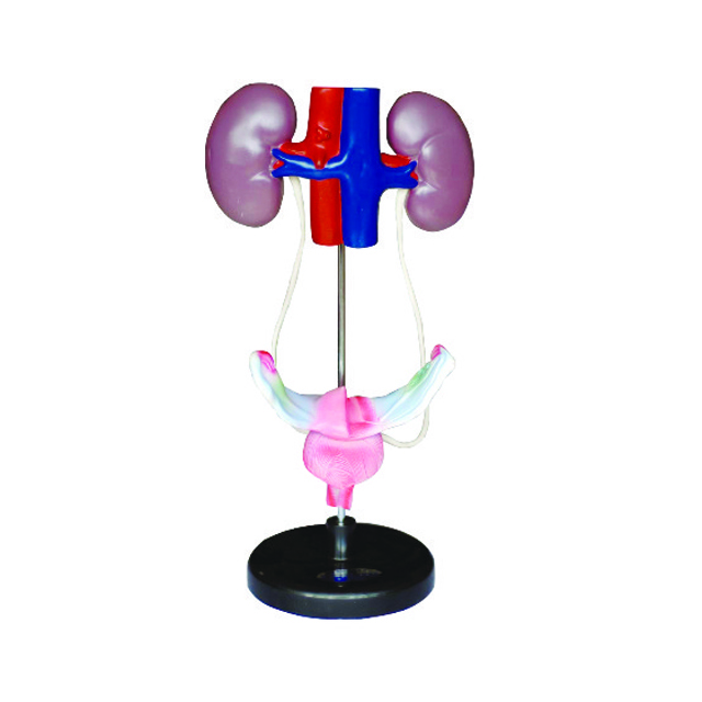 Teaching model of Female Urinay System LM1128