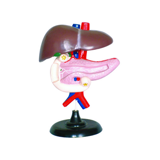 Teaching model of Liver Pancreas And Duodenum LM1091