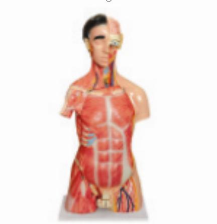 MEDICAL AND TEACHING MODEL-HUMAN TORSO LM1256-1