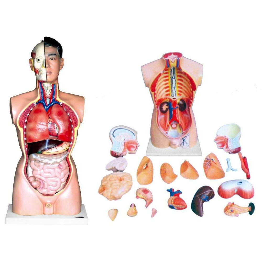 human torso