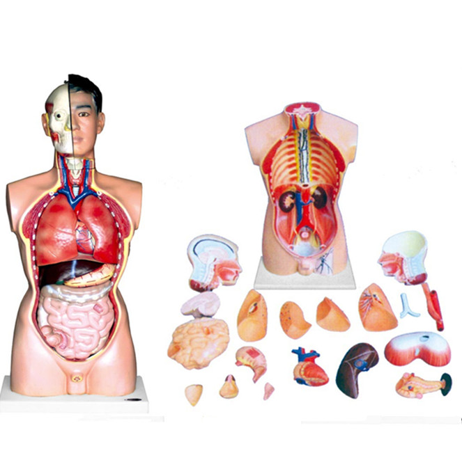 Male Torso 21 Parts For LM1258