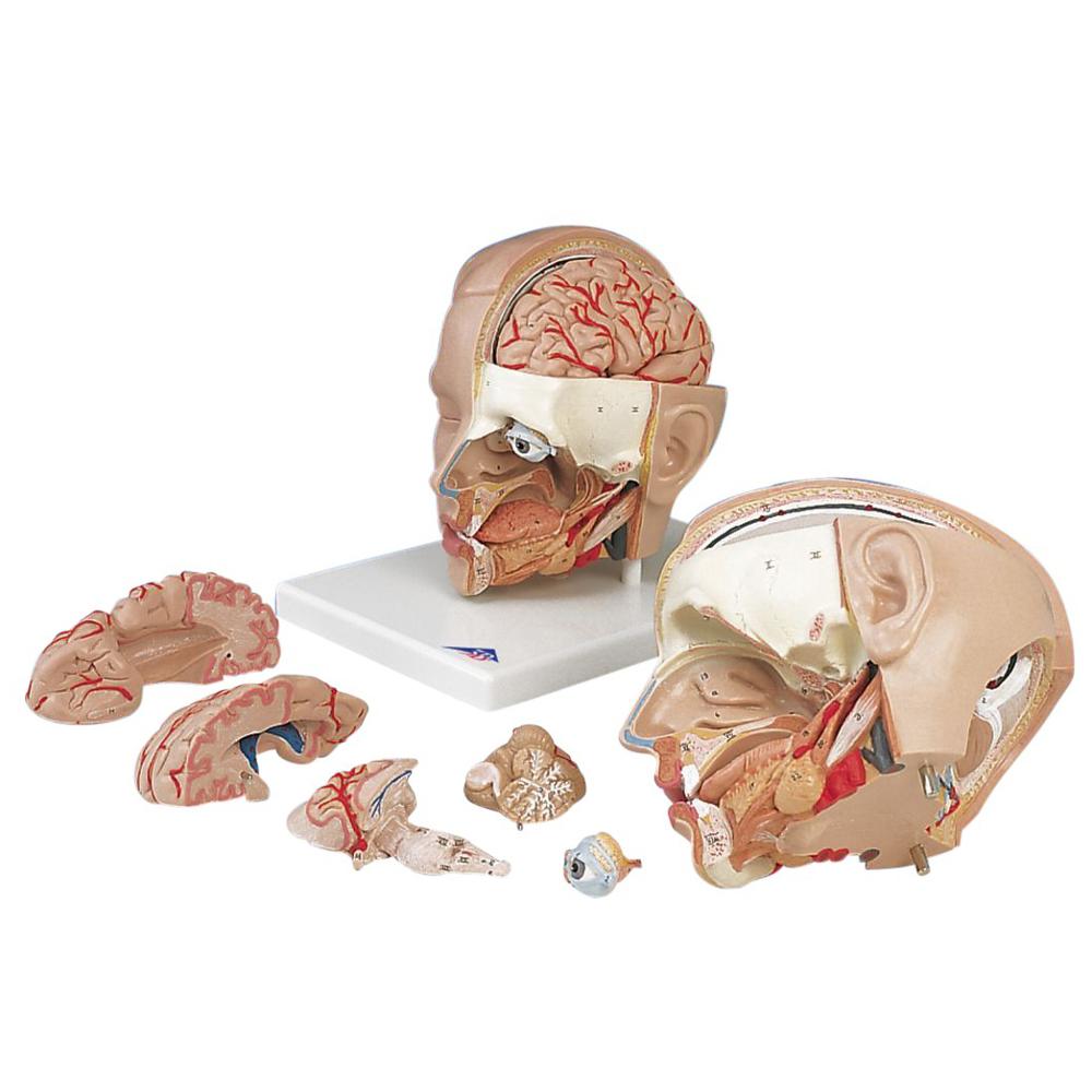 Head Model