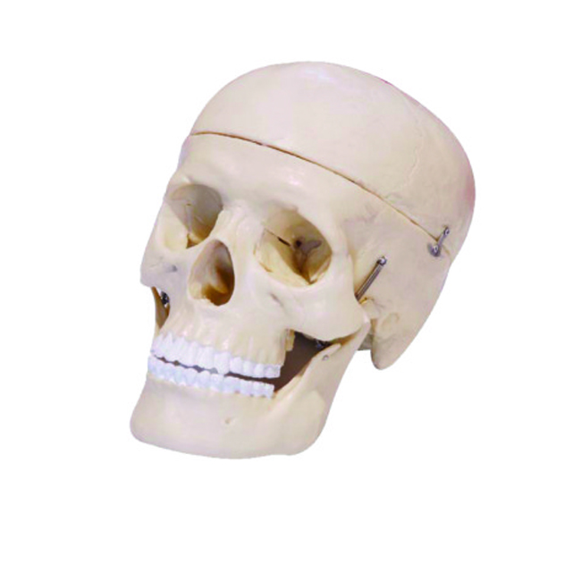Bone of hand model
