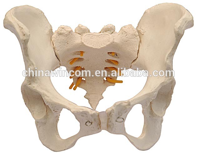 Plastic medical female muscle pelvis model