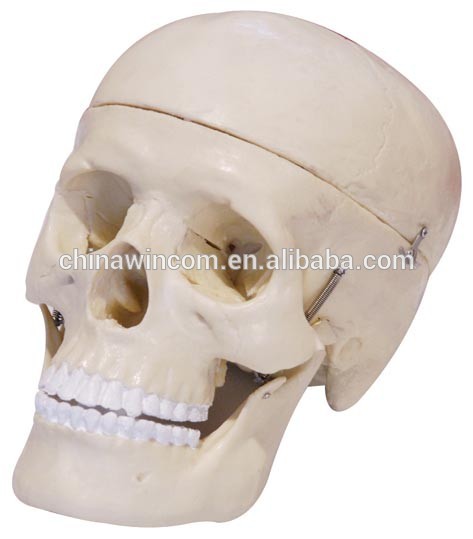 Human anatomical model skull, skull 3d model,Mini plastic skull