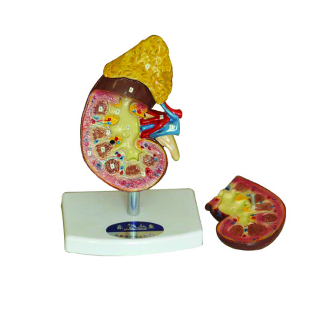 Teaching model of Kidney Adrenal Gland LM1132