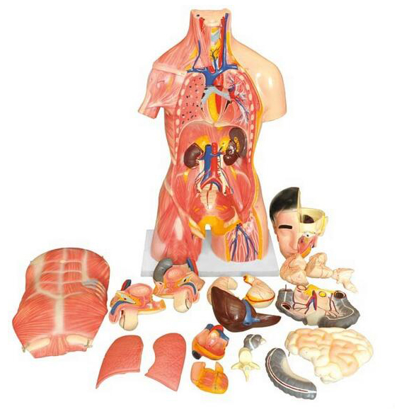 Pelvis model