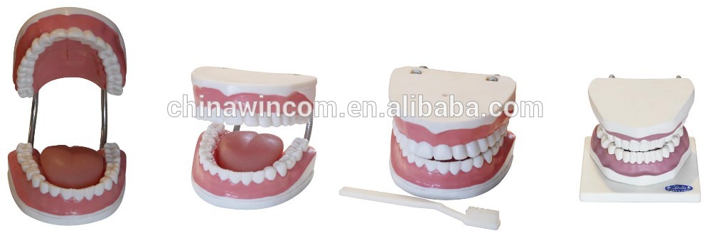 New Style Medical Dental Care Model/Teeth Teaching Model
