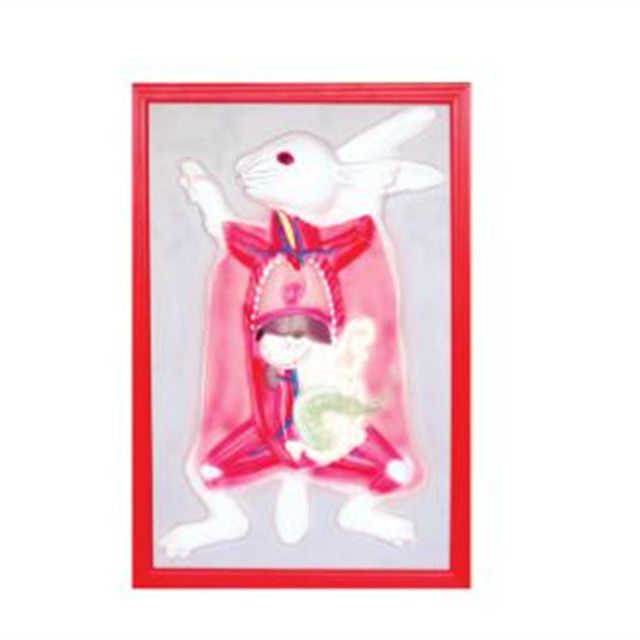relive model of domestic rabbit anatomy LM1160-23
