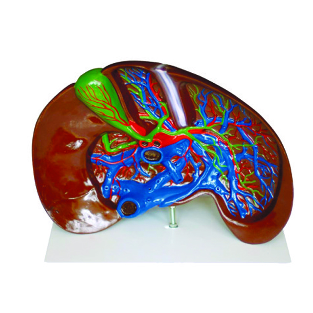 Teaching model of The Liver Dissection LM1081
