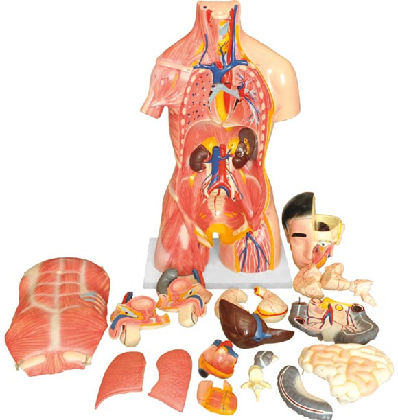 Dual-sex-Human Torso With Head Model For LM1256-3