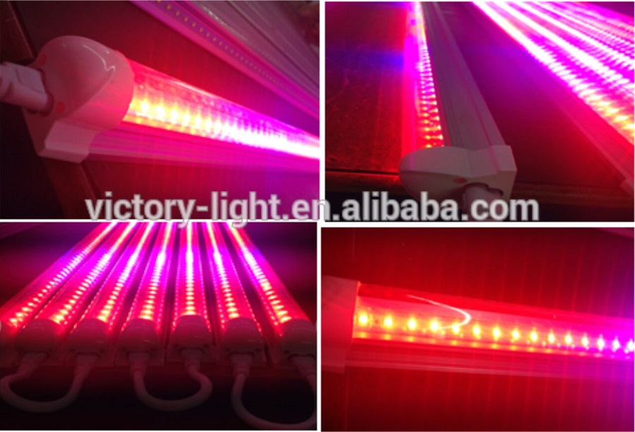 New Hot 120Cm 4Ft Led Growtube Light Smd2835 T5 Led Grow Light Tube From China Manufacturer