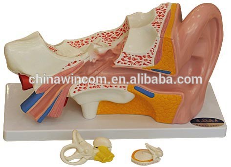 Ear educational model ear model,3d ear model