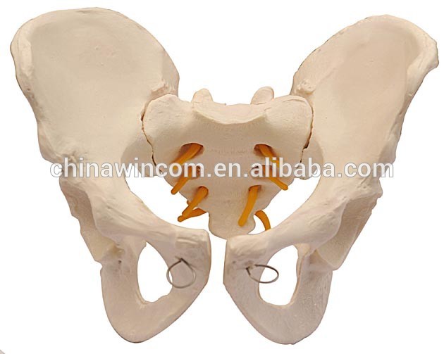 Human Male Pelvis models (2 Parts)