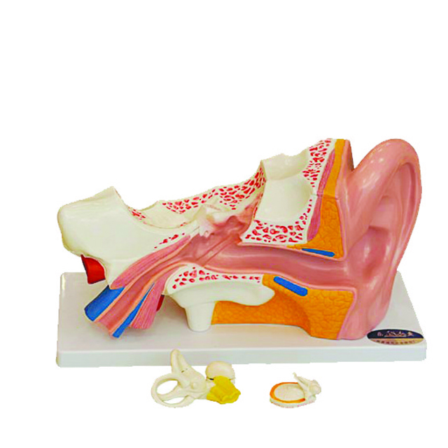 Anatomy model of human middle ear model