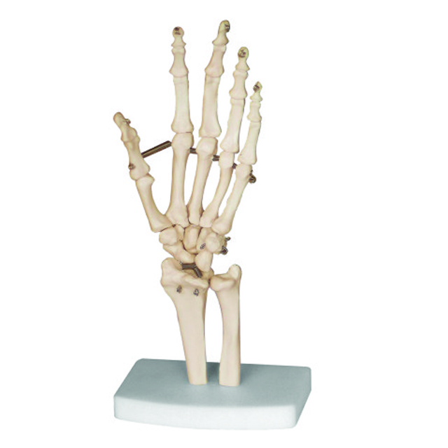 Medical Science Life size Hand Joint,Human Hand Bone Model