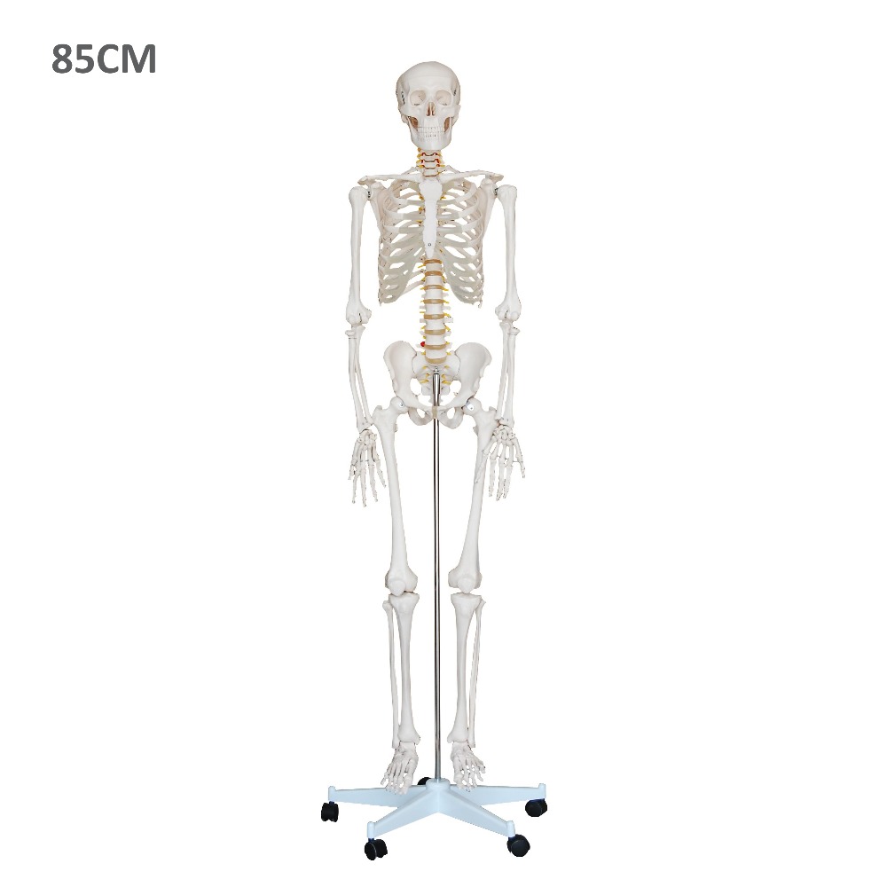 85cm educational skeleton model for college
