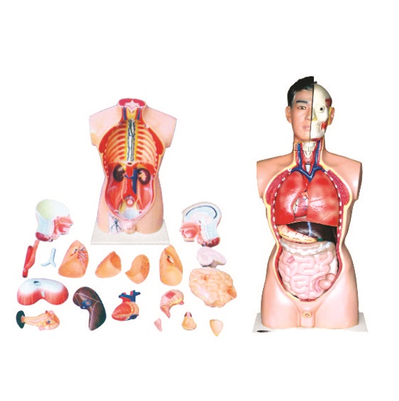 Plastic Torso Model