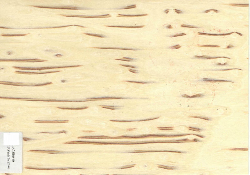 White ice tree wood veneer