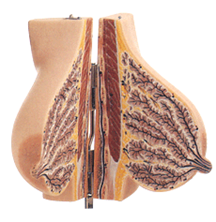 Mammary gland Model