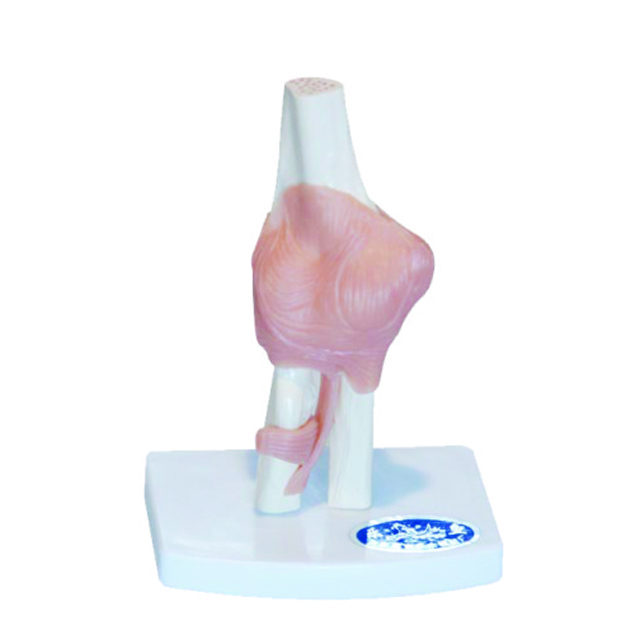 Elbow joint Model