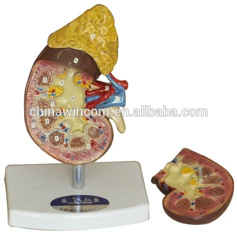 pvc anatomy medical teaching kidney model