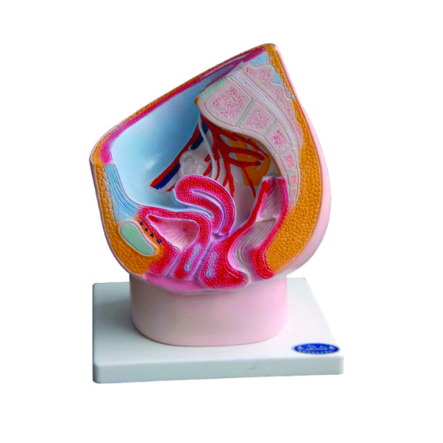 Anatomicial female urinary and reproductive system model