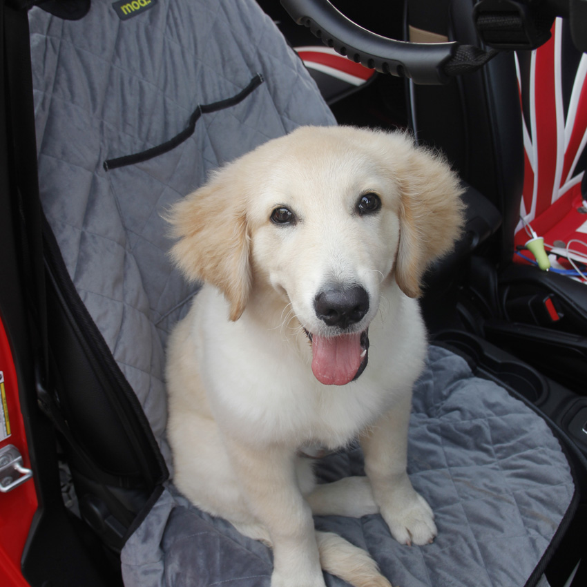 Universal pet dog car front seat cover