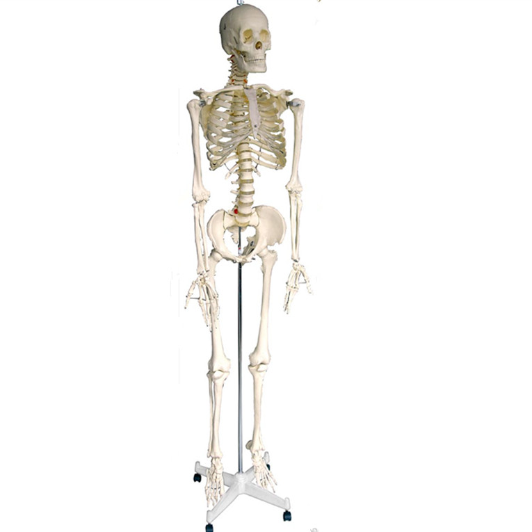 Education Supplies Plastic PVC Human Skeleton LM1001