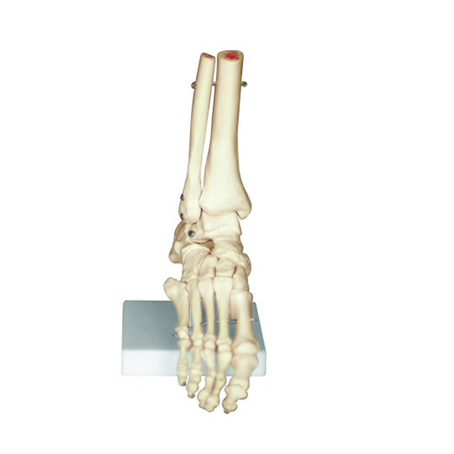 Human medical anatomical foot model,anatomic foot bone model