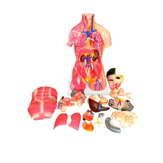 Teaching Model of Dual-sex Human Torso With Head Model  28 part LM1256-3