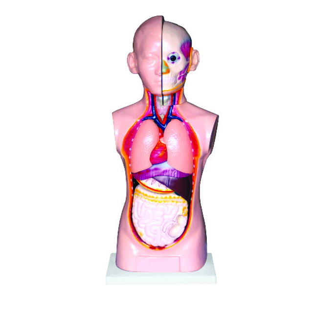 Teaching model of Unisex Torso 9 Parts LM1261