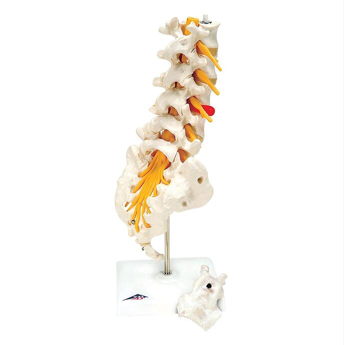 Lumbar model with cheap price